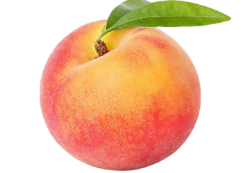 برداشت هلو از باغ‌های مهاباد ۱۰ درصد افزایش یافت