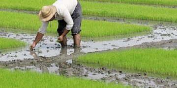 حجم آب مصرفی بخش کشاورزی کمتر از ۷۰ میلیارد مترمکعب است