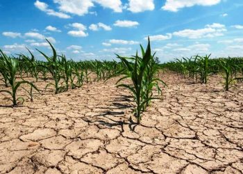 خشکسالی ۳۵۰ میلیارد ریال به بخش کشاورزی کمیجان خسارت زد