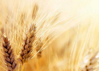 هرز رفت حداقل یک میلیون تن گندم به سمت خوراک دام و طیور