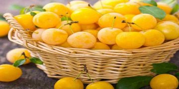 پیش بینی برداشت 10 هزار تن آلو از باغات قزوین