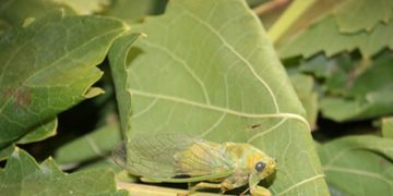 خسارت ۱۵ درصدی آفت زنجره مو به تاکستان‌های خرم‌دره