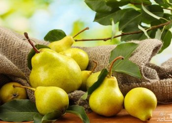 ۴۵۰۰ تن گلابی از باغهای آذربایجان غربی برداشت شد