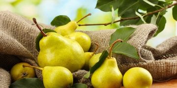 ۴۵۰۰ تن گلابی از باغهای آذربایجان غربی برداشت شد