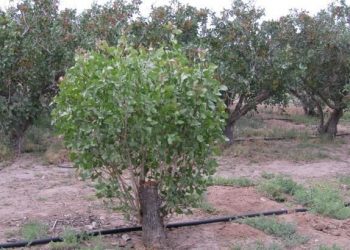 سه هزار متر لوله بین باغداران روانسری توزیع شد