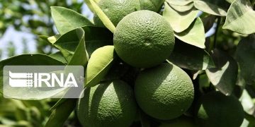 برداشت مرکبات مازندران با نارنگی زودرس آغاز شد