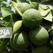 برداشت مرکبات مازندران با نارنگی زودرس آغاز شد