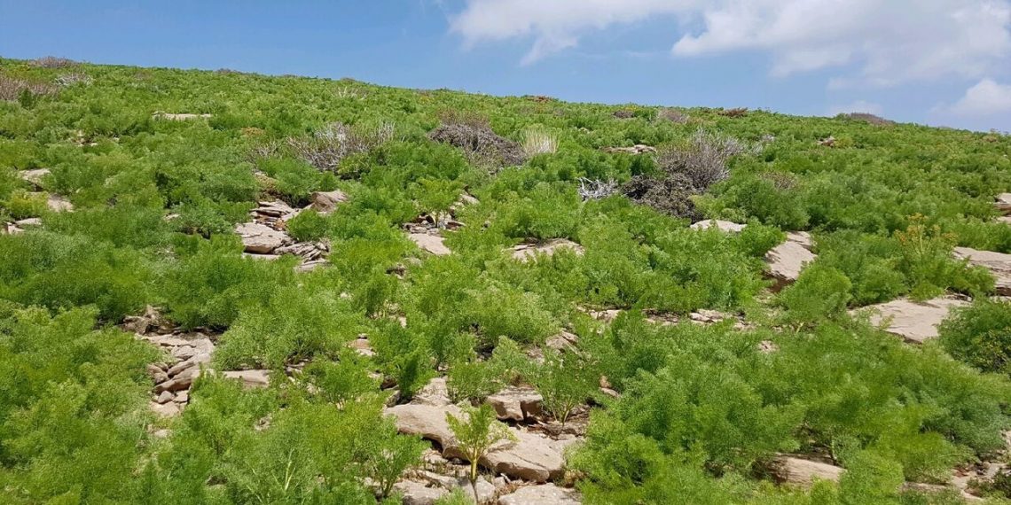 ۴۸۰ هزار هکتار از دیمزارهای کردستان زیرپوشش طرح جهش تولید قرار می‌گیرد