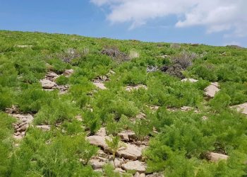 ۴۸۰ هزار هکتار از دیمزارهای کردستان زیرپوشش طرح جهش تولید قرار می‌گیرد