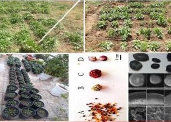 نخستین گیاه دارویی اهلی شده کشور در دانشگاه زنجان به ثبت رسید