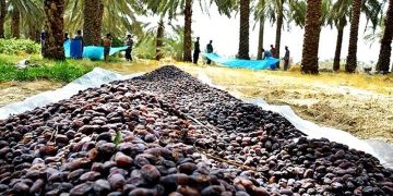 مشکل خرمای بوشهر درسال مانع زدایی از تولید داخلی حل می‌شود؟