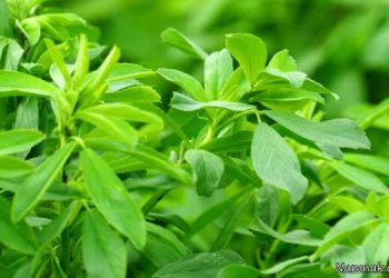 ۱۵۰ هزار تن یونجه از روسیه وارد می شود