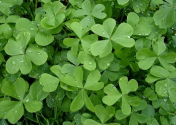 شبدر برسیم در سطح ۲ هزار هکتار از مزارع سیستان و بلوچستان کشت شد