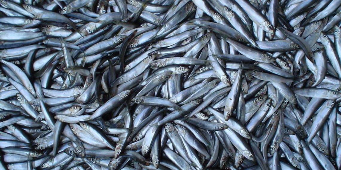 افزایش ۶ درصدی صید کیلکا در آب‌های گیلان