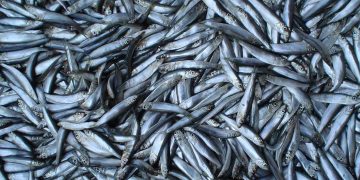 افزایش ۶ درصدی صید کیلکا در آب‌های گیلان