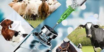 جدیدترین نسل آنتی بیوتیک با خاصیت “پرهیز مصرف صفر” تولید شد/صادرات حدود ۲میلیون دلار داروی دامی