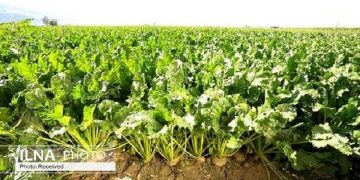 نارضایتی کشاورزان از نرخ خرید تضمینی چغندرقند/ بازار خرید شکر روند کاهشی دارد/ سطح زیر کشت چغند نصف شده است