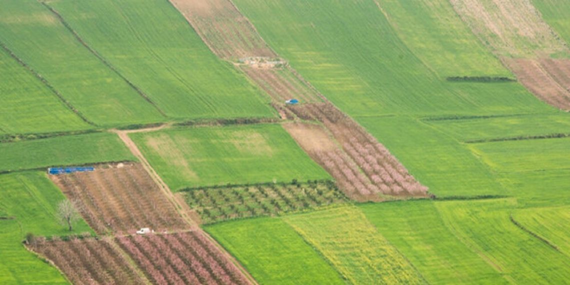دیم‌زارها، امیدی برای رونق کشاورزی در لرستان