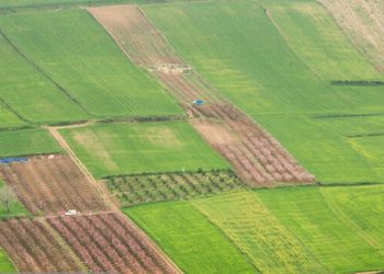 دیم‌زارها، امیدی برای رونق کشاورزی در لرستان