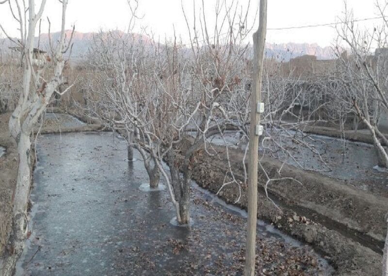 کشاورزان از یخ‌آب و شخم فصل سرما برای کنترل آفات غافل نشوند