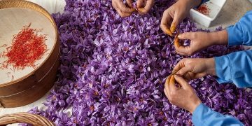 میزان خرید حمایتی زعفران در خراسان رضوی صفر است