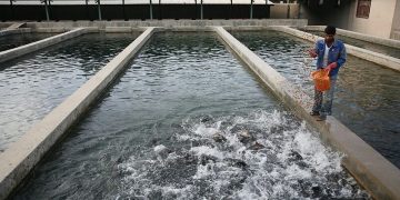 طی هفت ماه ابتدایی امسال؛ بیش از ۳ هزار تُن ماهی خوراکی در تهران پرورش یافت