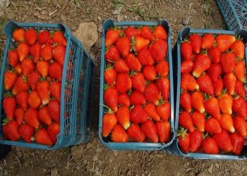 توت‌فرنگی کردستان در آرزوی خوشه‌ای شدن