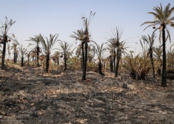 دبیر اجرایی انجمن صنفی کشاورزان شادگان: تنش‌های آبی کشت پاییزه کام کشاورزان شادگانی را تلخ کرد