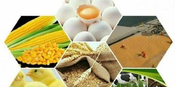 اتحادیه واردکنندگان نهاده های دامی: مشکل حمل ونقل داخلی نهاده های دامی ربطی به واردکنندگان ندارد