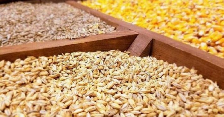 معاون وزیر جهادکشاورزی خبر داد؛ توزیع ماهانه ۱.۸ میلیون تن نهاده دامی برای حمایت از دامداران