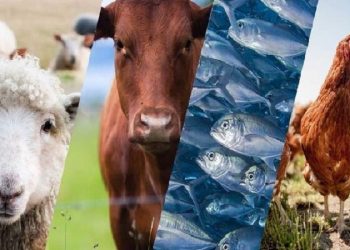 اجرای روش‌های فناورانه به‌نژادی دام از سوی محققان کشور