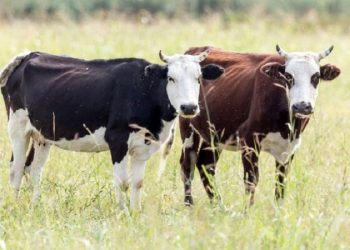 گاوهای آمریکایی قیمت لبنیات را بالا می برند؟!