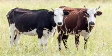 گاوهای آمریکایی قیمت لبنیات را بالا می برند؟!