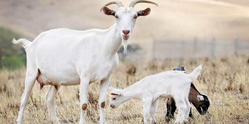 زنگ خطر جدی برای امنیت غذایی ایران؛ ذخایر ژنتیکی دامی کشور به دلیل کمبود نهاده کشتار می‌شود