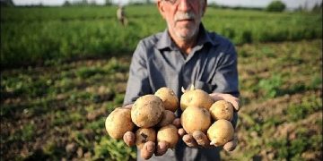 دلال‌ها عرضه سیب‌زمینی را به یک‌سوم کاهش دادند/ قیمت ۱۲ هزار تومان شد/ مسئولان حداقل به خوردن سیب‌زمینی رضایت بدهند
