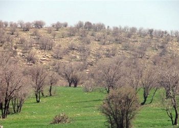 «معجزه آبخیزداری»|پویش احیای ۳ هزار هکتار جنگل های زاگرس/ نقش جنگل های زاگرس در امنیت غذایی کشور چیست؟