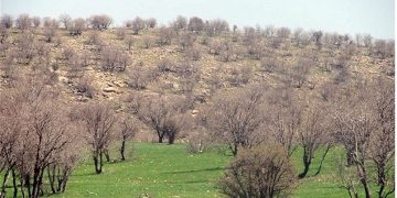«معجزه آبخیزداری»|پویش احیای ۳ هزار هکتار جنگل های زاگرس/ نقش جنگل های زاگرس در امنیت غذایی کشور چیست؟
