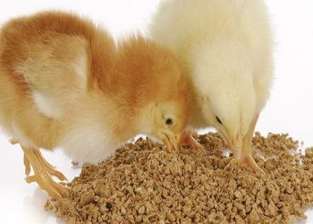 افزایش قیمت خوراک دام در بازارهای جهانی/کرونا چگونه قیمت ها را بالا برد؟