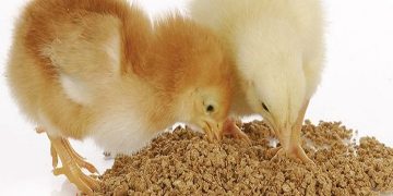 افزایش قیمت خوراک دام در بازارهای جهانی/کرونا چگونه قیمت ها را بالا برد؟