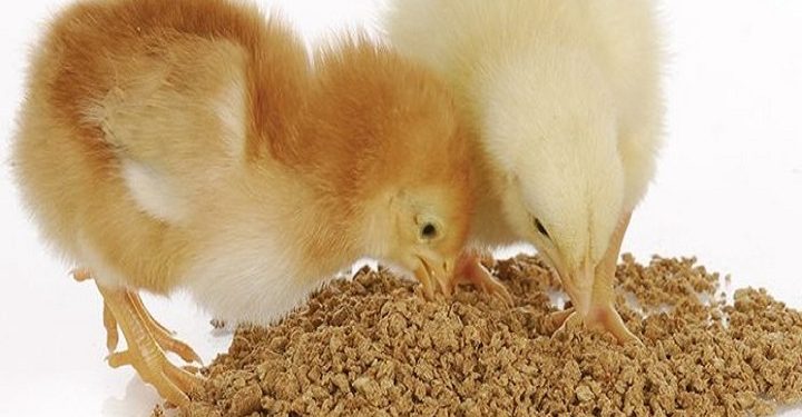 افزایش قیمت خوراک دام در بازارهای جهانی/کرونا چگونه قیمت ها را بالا برد؟