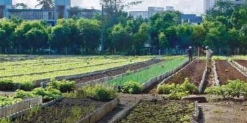 «معجزه آبخیزداری»|اشتغال ۸۰۰ میلیون نفری کشاورزی شهری در دنیا