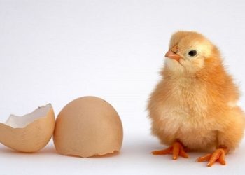 قیمت جوجه یکروزه کماکان بیش از ۲ برابر نرخ مصوب