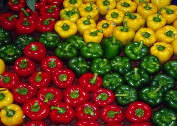 ترکیه رقیب جدید فلفل دلمه‌ای ایران!