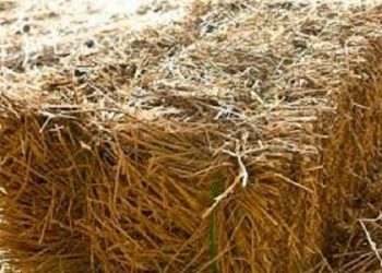 مدیرعامل اتحادیه دامداران اعلام کرد ۱۲هزار تن یونجه آماده ورود به کشور/ محموله ۱۵تنی یونجه در انتظار ترخیص