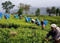ضربه توافق پایاپای ایران و سریلانکا به صادرات چای هند
