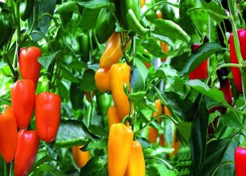 ضرورت‌­ تحول در بخش تولیدات باغبانی کشور/مدیران وزارت جهاد از ابزار فناوری اطلاعات خوب استفاده نمی کنند