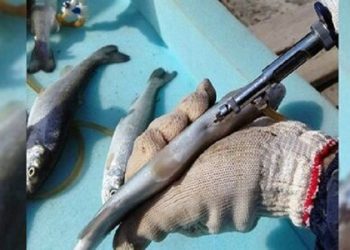 مصونیت ماهی قزل آلا دربرابر استرپتوکوکوزیس با واکسن دانش بنیان ایرانی