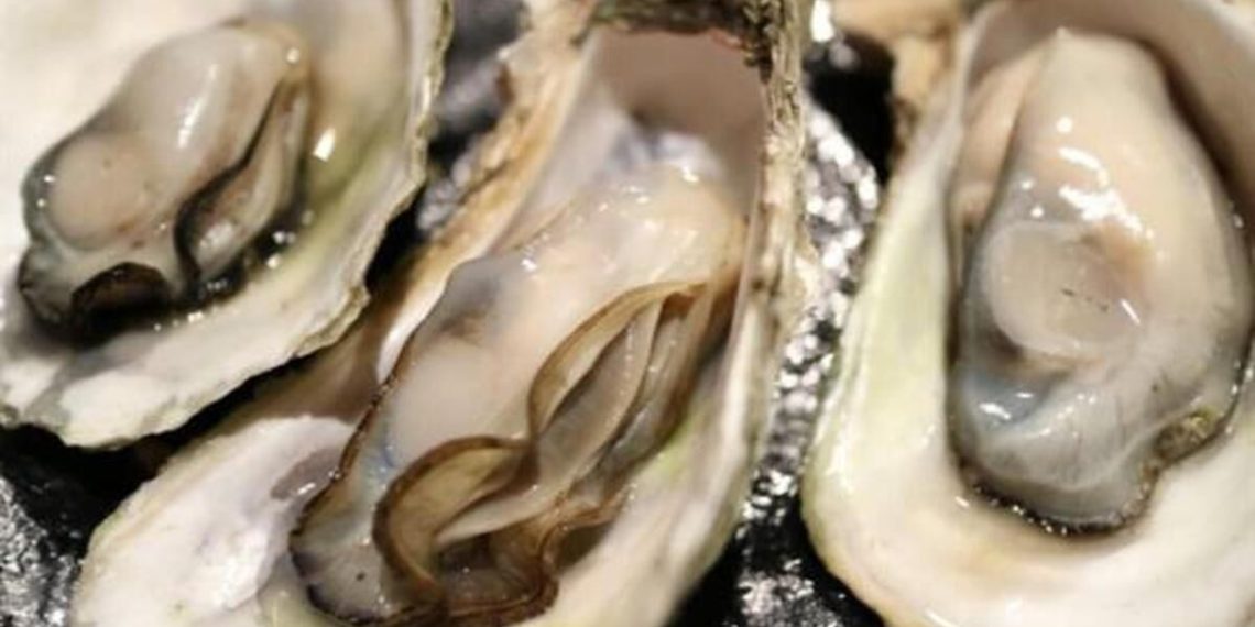 نخستین پروژه تکثیر و پرورش صدف خوراکی کشور در بوشهر مجوز تولید گرفت