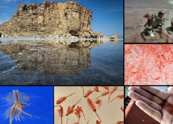 یک مقام مسئول: بیش از ٩۵ درصد آرتمیای مورد نیاز کشور وارد می شود!