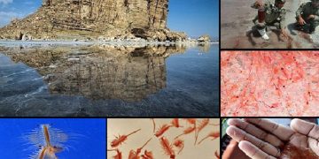 یک مقام مسئول: بیش از ٩۵ درصد آرتمیای مورد نیاز کشور وارد می شود!